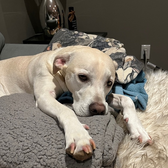 Meet your Posher, Mary anne - Picture 4 of 4